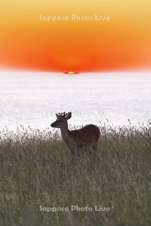 エゾシカと朝の海（オホーツク海）