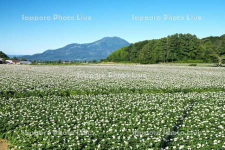 ニセコ連峰とジャガイモの花