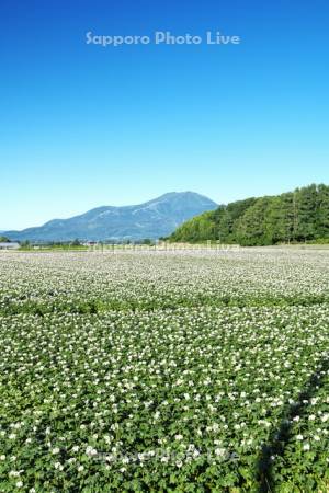ニセコ連峰とジャガイモの花