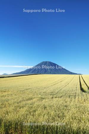 羊蹄山と麦畑