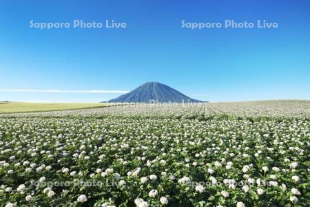 羊蹄山とジャガイモの花