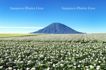 羊蹄山とジャガイモの花