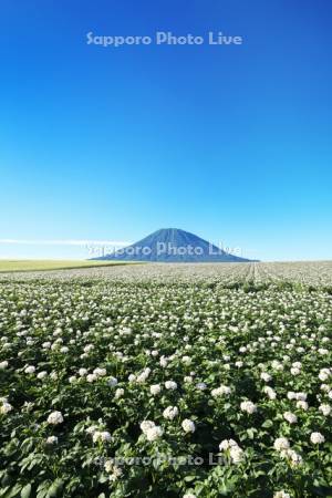 羊蹄山とジャガイモの花