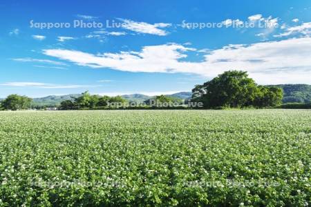ジャガイモの花と雲