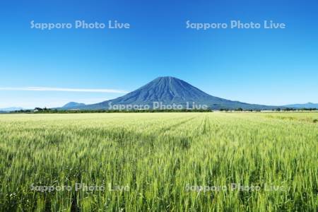羊蹄山と麦畑