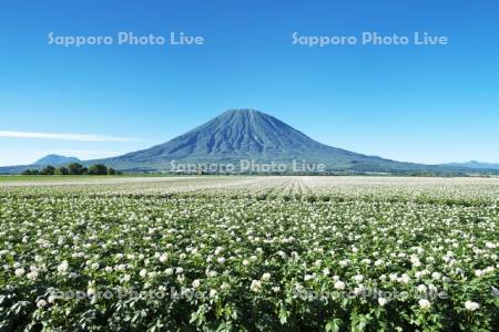 羊蹄山とジャガイモの花