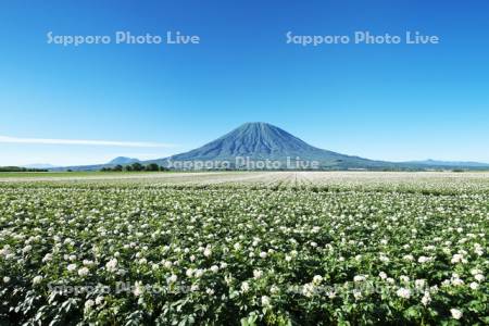 羊蹄山とジャガイモの花