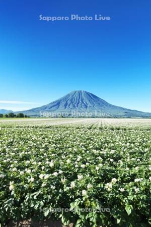 羊蹄山とジャガイモの花