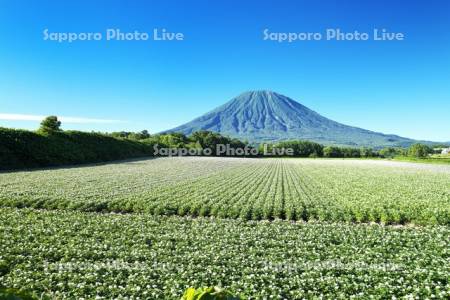 羊蹄山とジャガイモの花