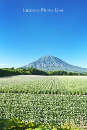 羊蹄山とジャガイモの花