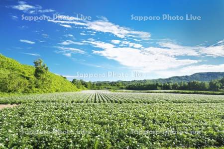 ジャガイモの花と雲