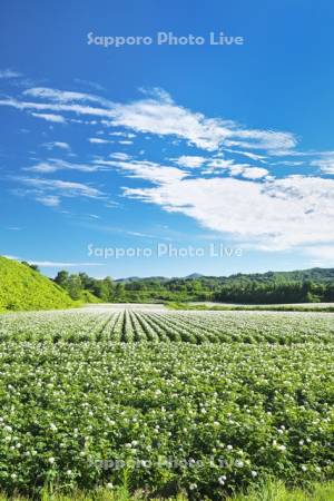 ジャガイモの花と雲