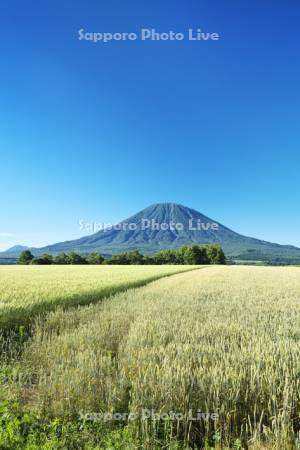 羊蹄山と麦畑