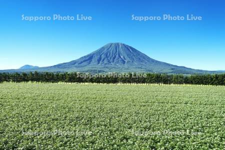 羊蹄山とジャガイモの花
