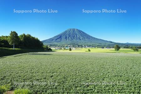 羊蹄山とジャガイモの花