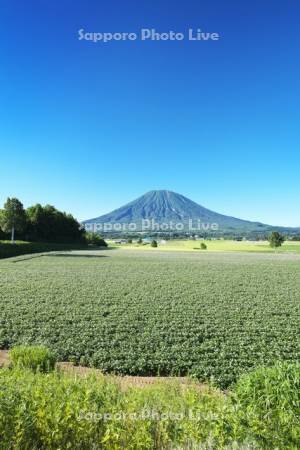 羊蹄山とジャガイモの花