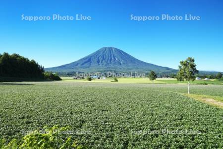 羊蹄山とジャガイモの花