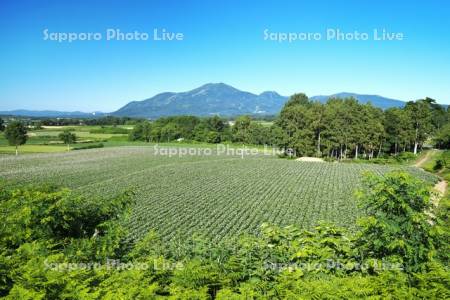 ニセコ連峰とジャガイモの花