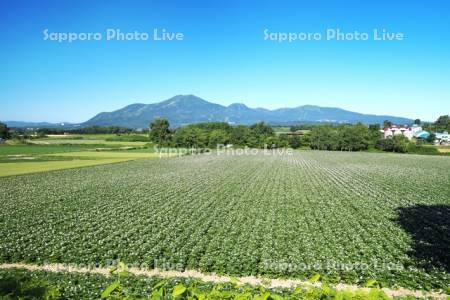 ニセコ連峰とジャガイモの花