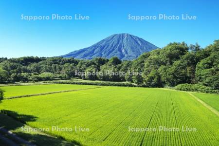 羊蹄山と水田