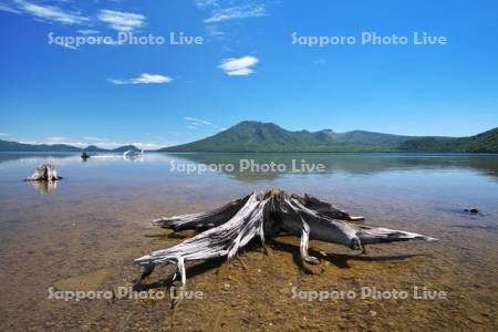 支笏湖の枯木と風不死岳