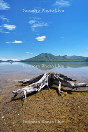 支笏湖の枯木と風不死岳