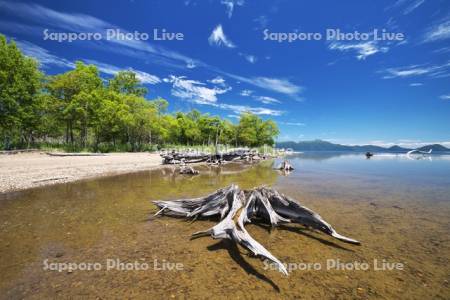 支笏湖と枯木