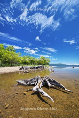 支笏湖と枯木