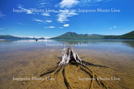 支笏湖の枯木と風不死岳
