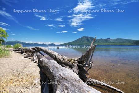 支笏湖の枯木と風不死岳