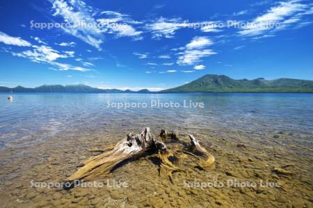支笏湖の枯木と風不死岳