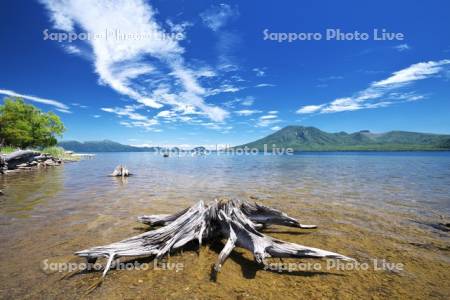 支笏湖の枯木と風不死岳