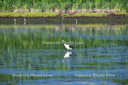 トーサムポロ沼のタンチョウ