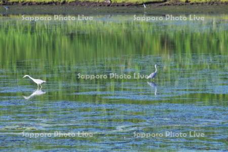 トーサムポロ沼のアオサギ