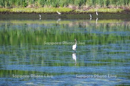 トーサムポロ沼のタンチョウ