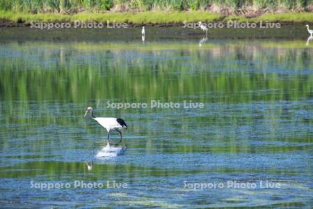トーサムポロ沼のタンチョウ