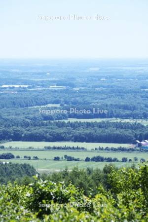 根釧台地の格子状防風林