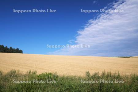 麦畑と雲