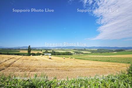 麦稈ロール（麦わら）と雲と大地