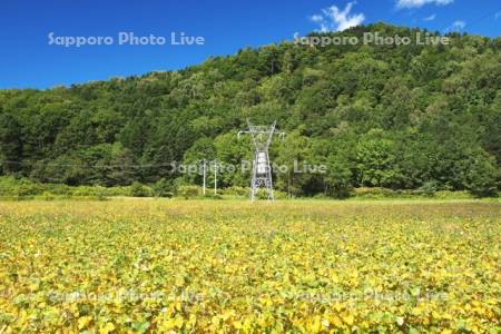 送電線と豆畑