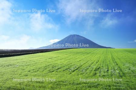 羊蹄山と田園風景