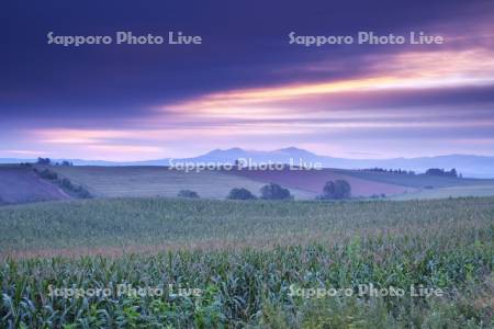 大雪山とデントコーン畑の朝