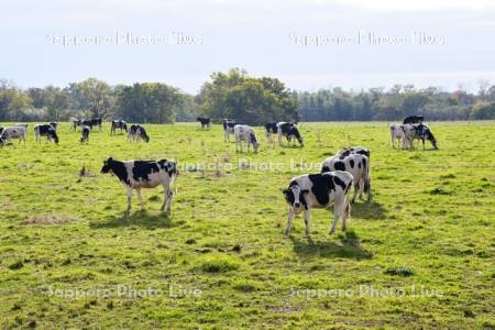 清水町営育成牧場のウシの放牧