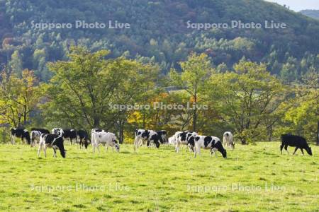 清水町営育成牧場のウシの放牧