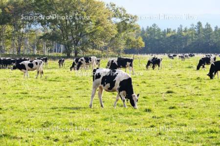 清水町営育成牧場のウシの放牧