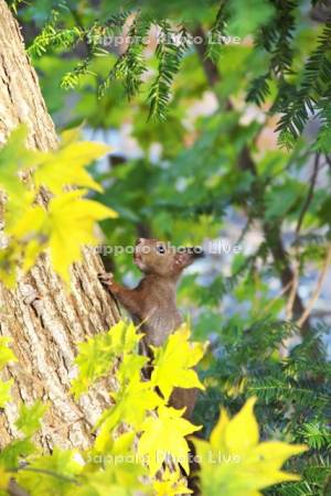 音更神社のエゾリスと紅葉