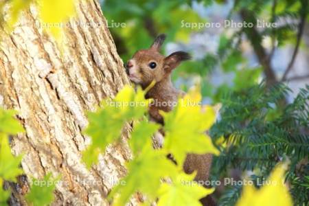 音更神社のエゾリスと紅葉