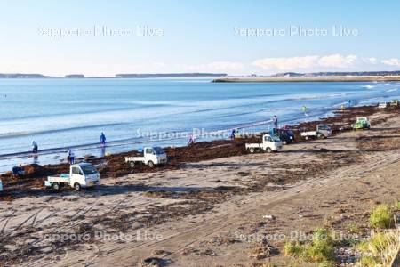 拾い昆布と軽トラック