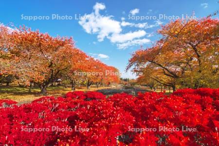 オニウシ公園の紅葉