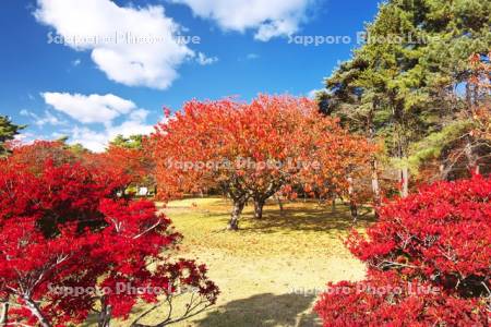 オニウシ公園の紅葉